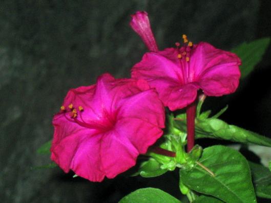 Name:  IMG_1631.jpg
Views: 879
Size:  24.9 KB