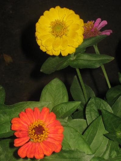 Name:  IMG_2429.jpg
Views: 800
Size:  24.8 KB