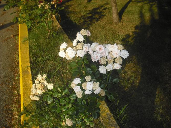 Name:  CIMG3643.jpg
Views: 722
Size:  65.8 KB