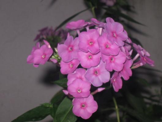 Name:  IMG_2410.jpg
Views: 700
Size:  19.7 KB