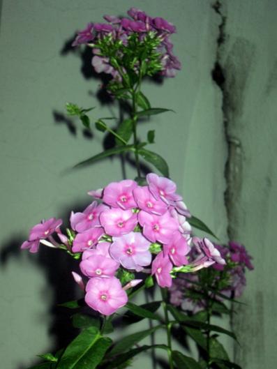 Name:  IMG_2409.jpg
Views: 715
Size:  27.1 KB