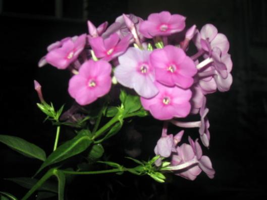 Name:  IMG_2403.jpg
Views: 862
Size:  22.9 KB