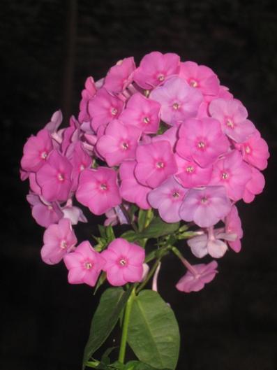 Name:  IMG_2484.jpg
Views: 654
Size:  23.3 KB