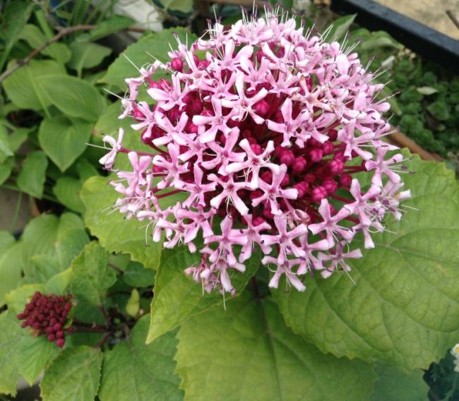 Name:  Rus Ortancas (Clerodendrum bungei).jpg
Views: 4063
Size:  69.6 KB