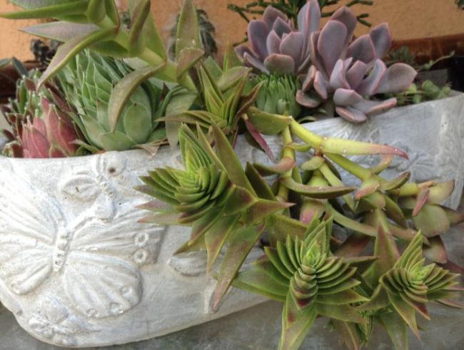 Name:  Crassula capitella.jpg
Views: 2389
Size:  52.1 KB