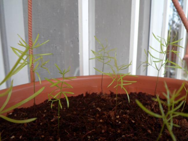 Name:  Tl_Kukonmaz_Asparagus_setaceus.jpg
Views: 3244
Size:  37.4 KB