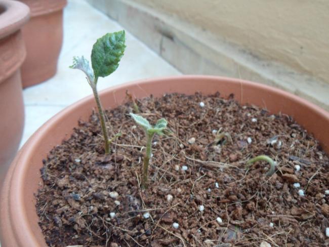 Name:  malta_erii_eriobotrya_japonica_fide.jpg
Views: 4458
Size:  50.9 KB