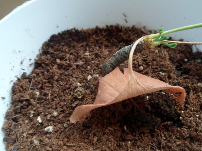 Name:  mabet_aac_ginkgo_biloba_elik_srgn.jpg
Views: 3351
Size:  52.6 KB