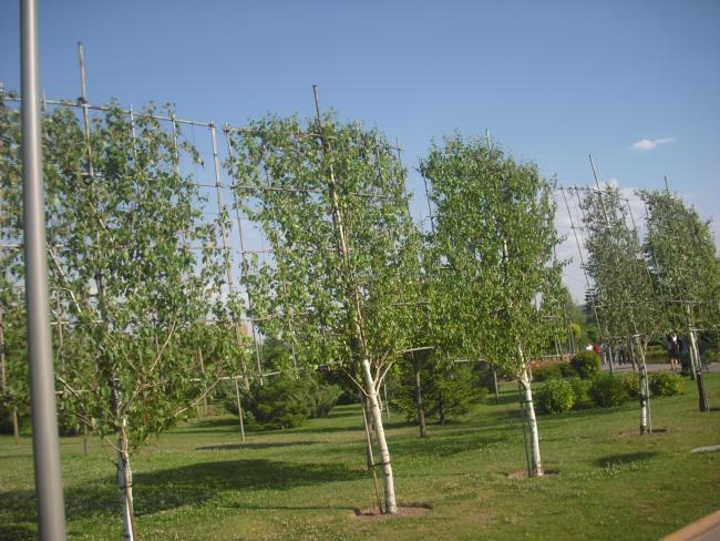 Name:  CIMG3533.jpg
Views: 699
Size:  66.4 KB