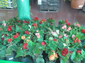 Name:  1016197_440880989344387_1196623798_n.jpg
Views: 391
Size:  18.2 KB