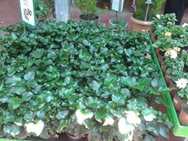 Name:  1069968_440877219344764_2041786213_n.jpg
Views: 391
Size:  20.6 KB