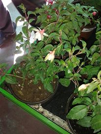 Name:  971325_440880569344429_548943382_n.jpg
Views: 414
Size:  17.9 KB