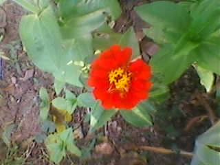 Name:  SP_A0509.jpg
Views: 392
Size:  23.9 KB