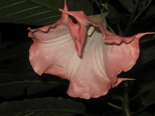 Name:  IMG_2508.JPG
Views: 710
Size:  66.8 KB
