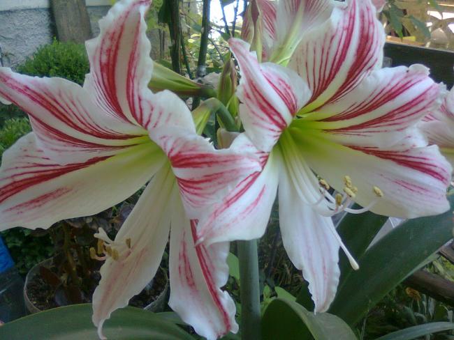 Name:  Fotoraf2675.jpg
Views: 542
Size:  51.5 KB