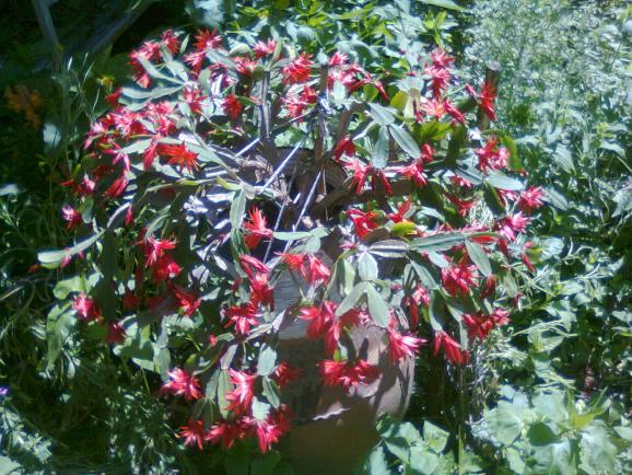 Name:  Fotoraf2617.jpg
Views: 533
Size:  73.2 KB