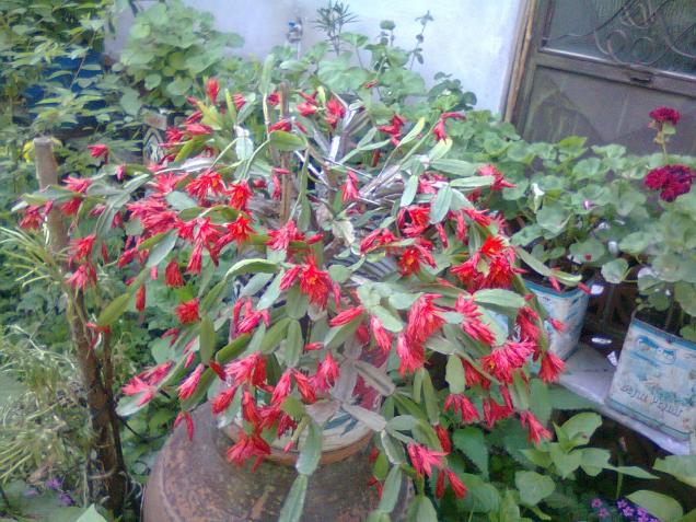 Name:  Fotoraf2665.jpg
Views: 527
Size:  70.4 KB