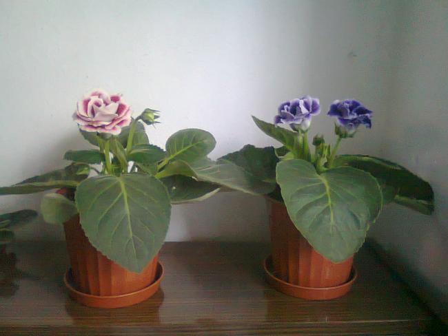 Name:  Fotoraf2638.jpg
Views: 538
Size:  30.0 KB