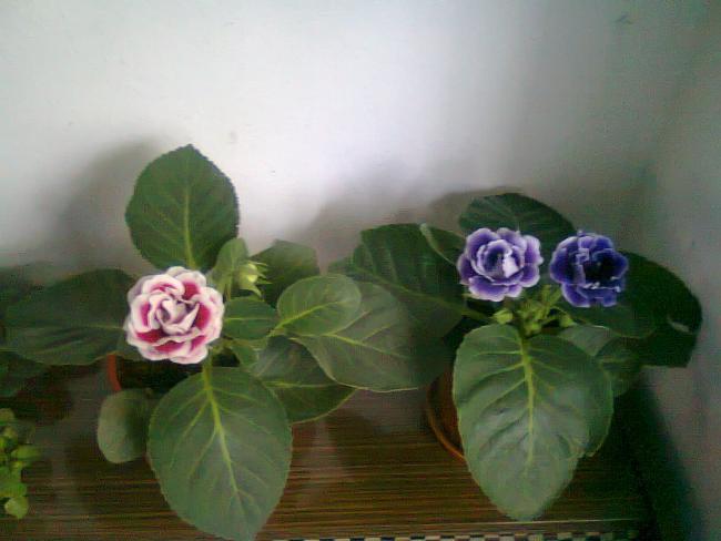 Name:  Fotoraf2639.jpg
Views: 511
Size:  33.5 KB