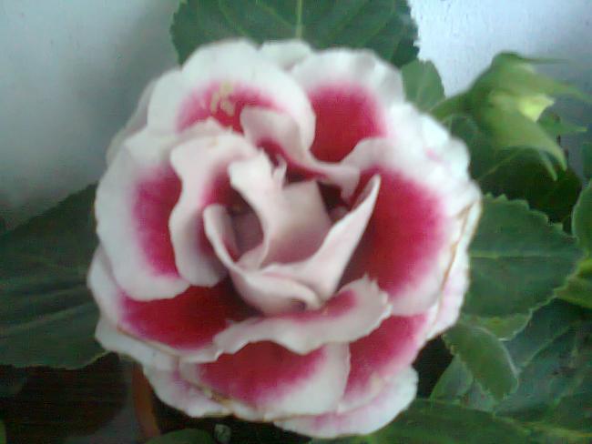 Name:  Fotoraf2640.jpg
Views: 498
Size:  31.8 KB
