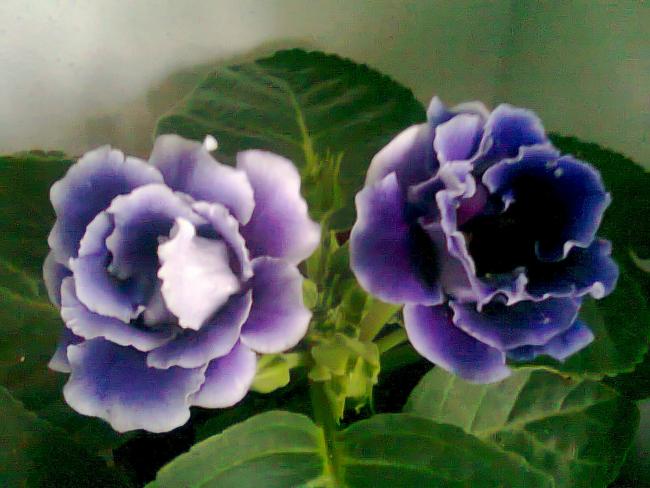 Name:  Fotoraf2641.jpg
Views: 531
Size:  44.4 KB