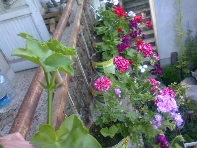 Name:  Fotoraf2648.jpg
Views: 519
Size:  58.2 KB