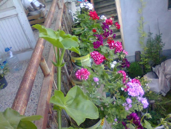 Name:  Fotoraf2657.jpg
Views: 518
Size:  60.2 KB