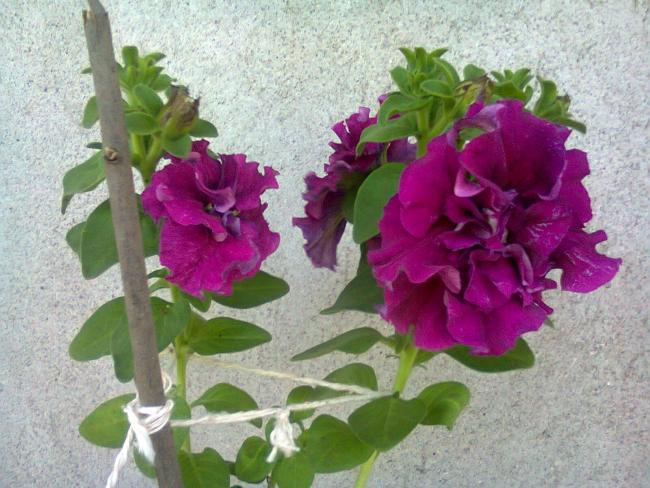 Name:  Fotoraf2605.jpg
Views: 490
Size:  57.9 KB