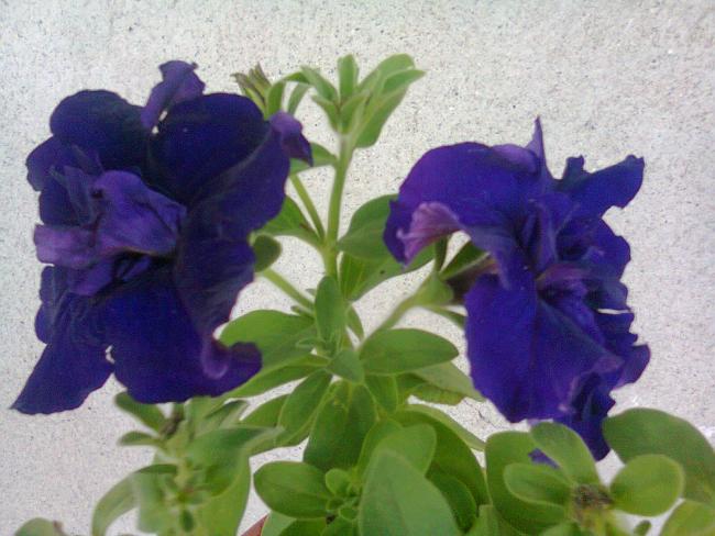Name:  Fotoraf2609.jpg
Views: 516
Size:  48.1 KB