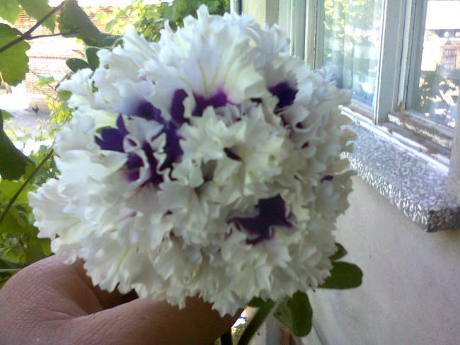 Name:  Fotoraf2619.jpg
Views: 507
Size:  45.7 KB