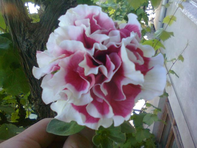 Name:  Fotoraf2620.jpg
Views: 539
Size:  44.4 KB