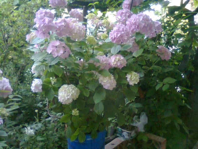 Name:  Fotoraf2684.jpg
Views: 529
Size:  60.4 KB