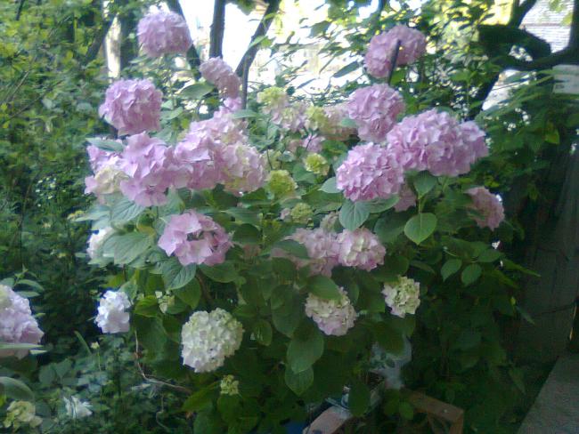 Name:  Fotoraf2685.jpg
Views: 548
Size:  60.9 KB