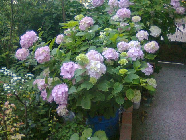 Name:  Fotoraf2686.jpg
Views: 511
Size:  67.5 KB