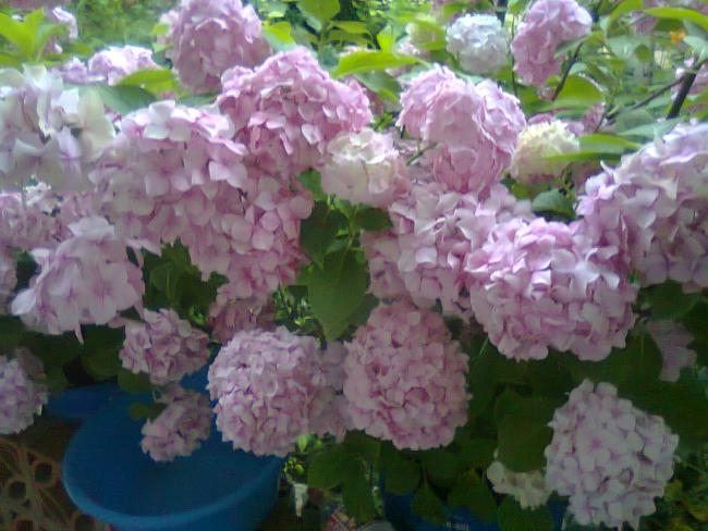 Name:  Fotoraf2762.jpg
Views: 519
Size:  51.1 KB