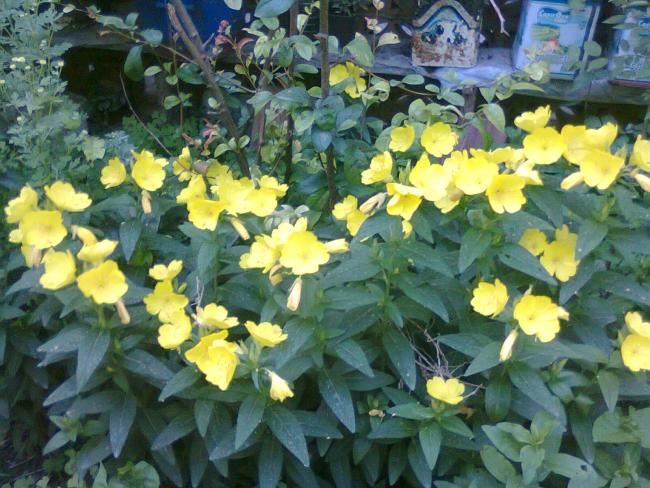 Name:  Fotoraf2670.jpg
Views: 525
Size:  65.5 KB