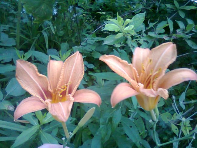 Name:  Fotoraf2753.jpg
Views: 503
Size:  55.6 KB