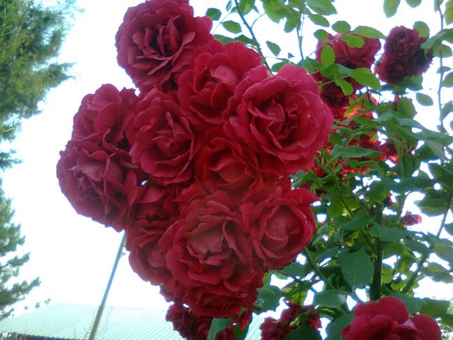 Name:  Fotoraf2610.jpg
Views: 493
Size:  57.0 KB