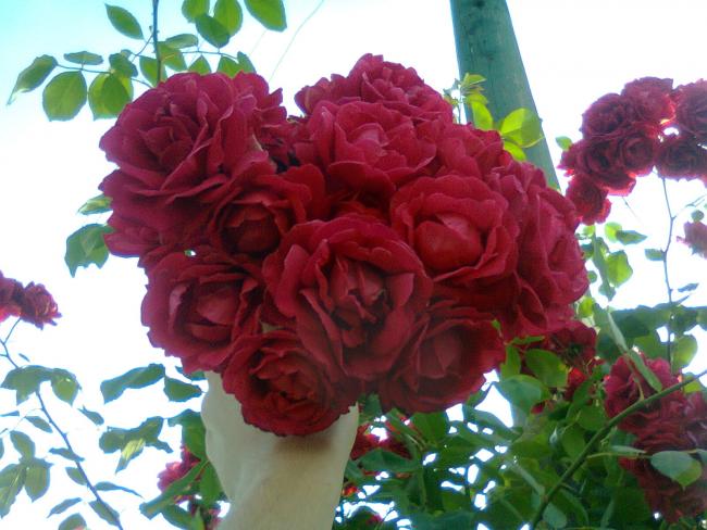 Name:  Fotoraf2611.jpg
Views: 501
Size:  50.5 KB