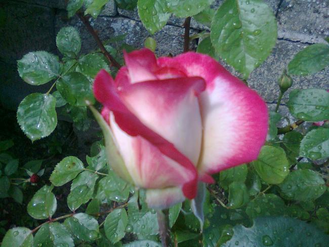 Name:  Fotoraf2681.jpg
Views: 563
Size:  52.2 KB
