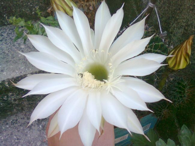 Name:  Fotoraf2817.jpg
Views: 511
Size:  45.3 KB
