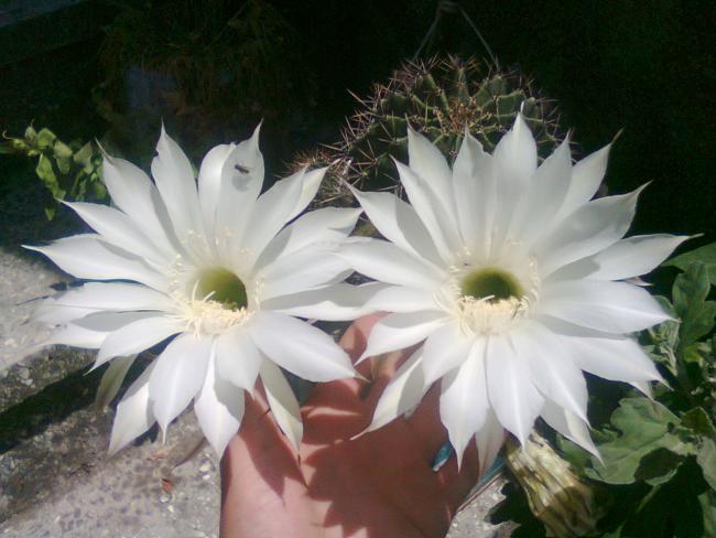 Name:  Fotoraf2819.jpg
Views: 552
Size:  43.5 KB