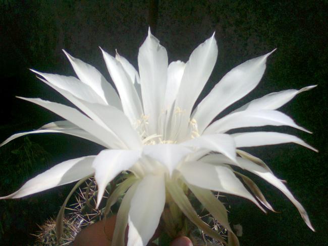 Name:  Fotoraf2821.jpg
Views: 523
Size:  41.0 KB