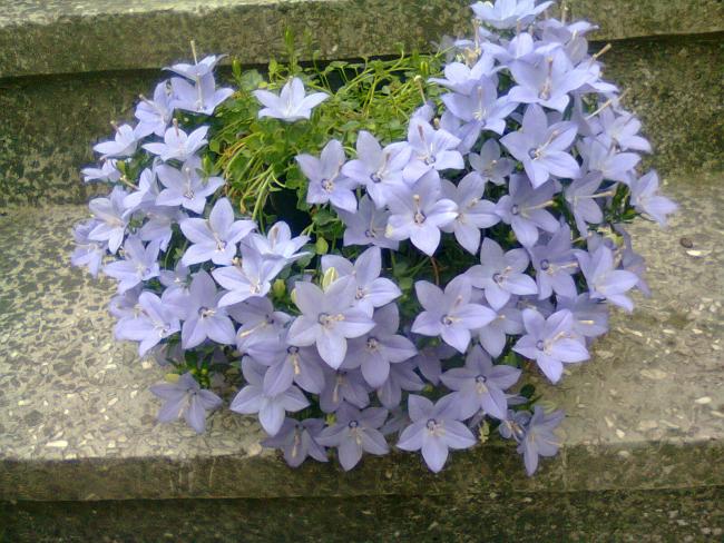 Name:  Fotoraf2808.jpg
Views: 492
Size:  68.0 KB