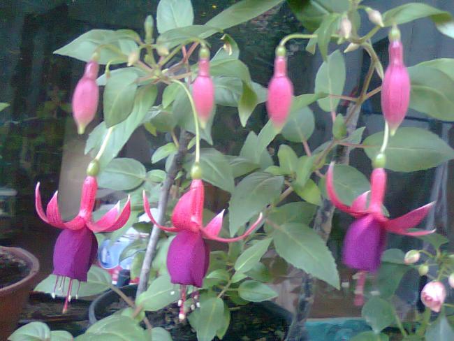 Name:  Fotoraf2759.jpg
Views: 567
Size:  51.2 KB