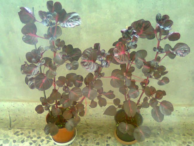 Name:  Fotoraf2832.jpg
Views: 571
Size:  47.1 KB
