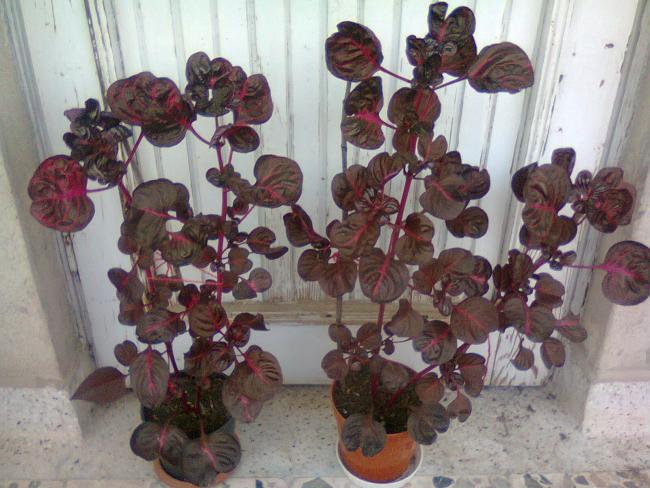 Name:  Fotoraf2833.jpg
Views: 602
Size:  54.9 KB