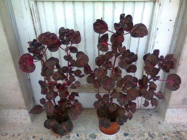 Name:  Fotoraf2834.jpg
Views: 559
Size:  53.6 KB