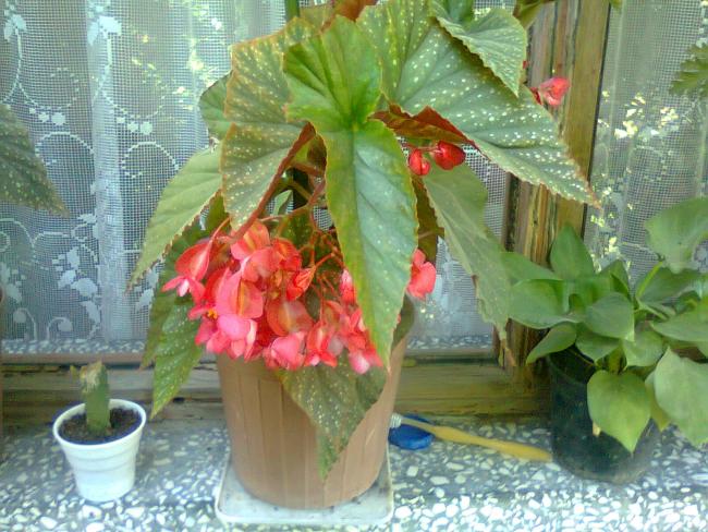 Name:  Fotoraf2721.jpg
Views: 574
Size:  63.1 KB