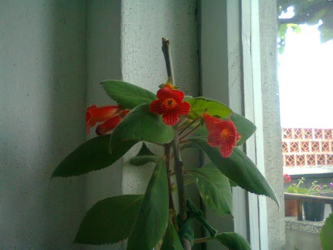 Name:  Fotoraf2827.jpg
Views: 547
Size:  34.0 KB